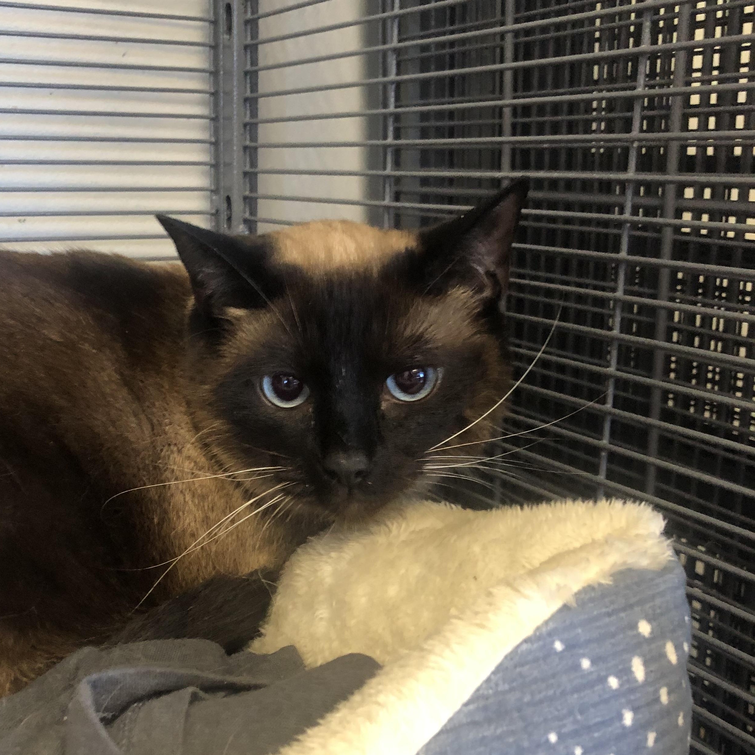 Enlarge Luna, an adopted Siamese in Parma, OH image 1/2