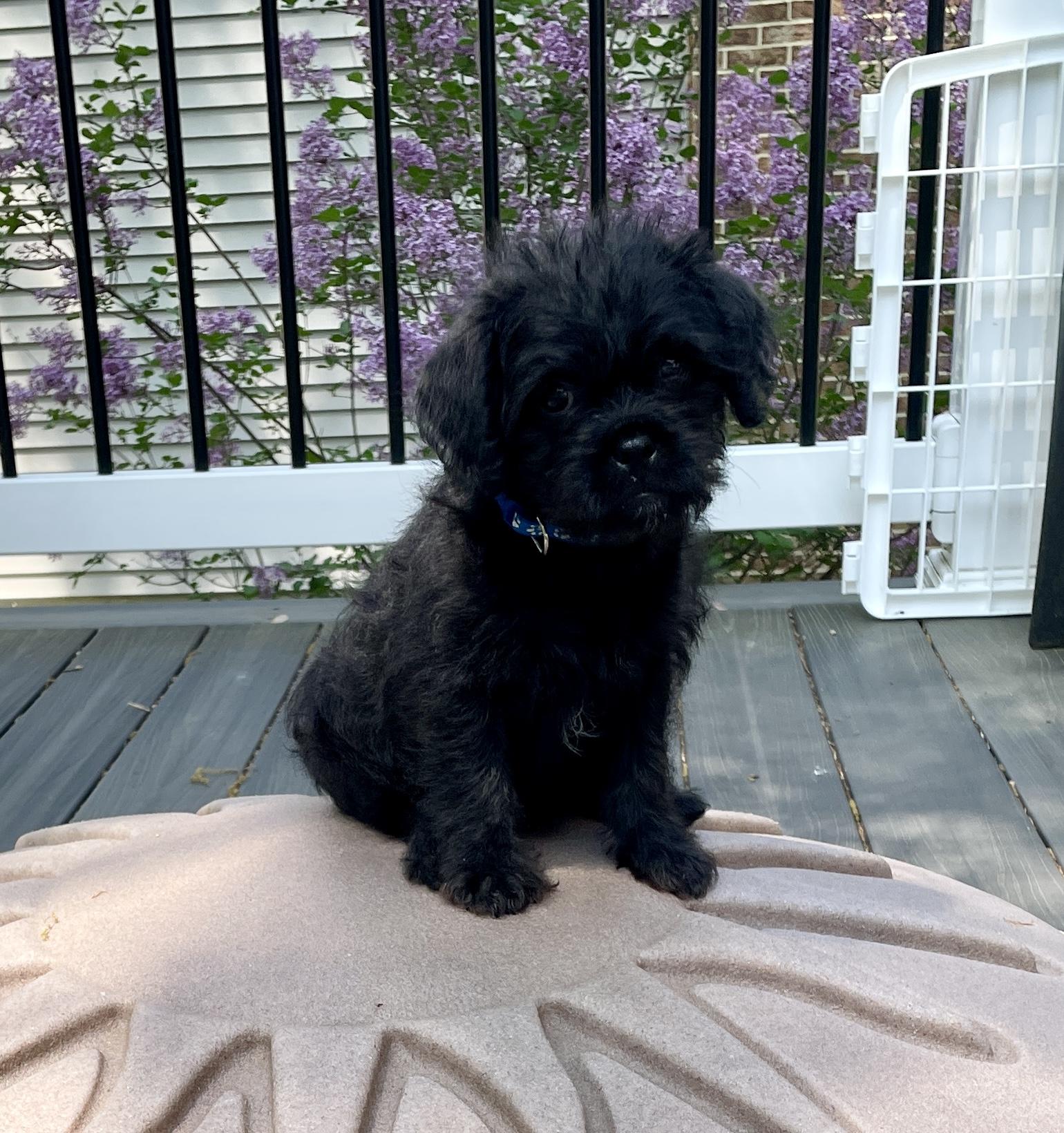 Enlarge Houston (watch my video) , a ADOPTABLE mixed breed in Ellicott City, MD image 3/6