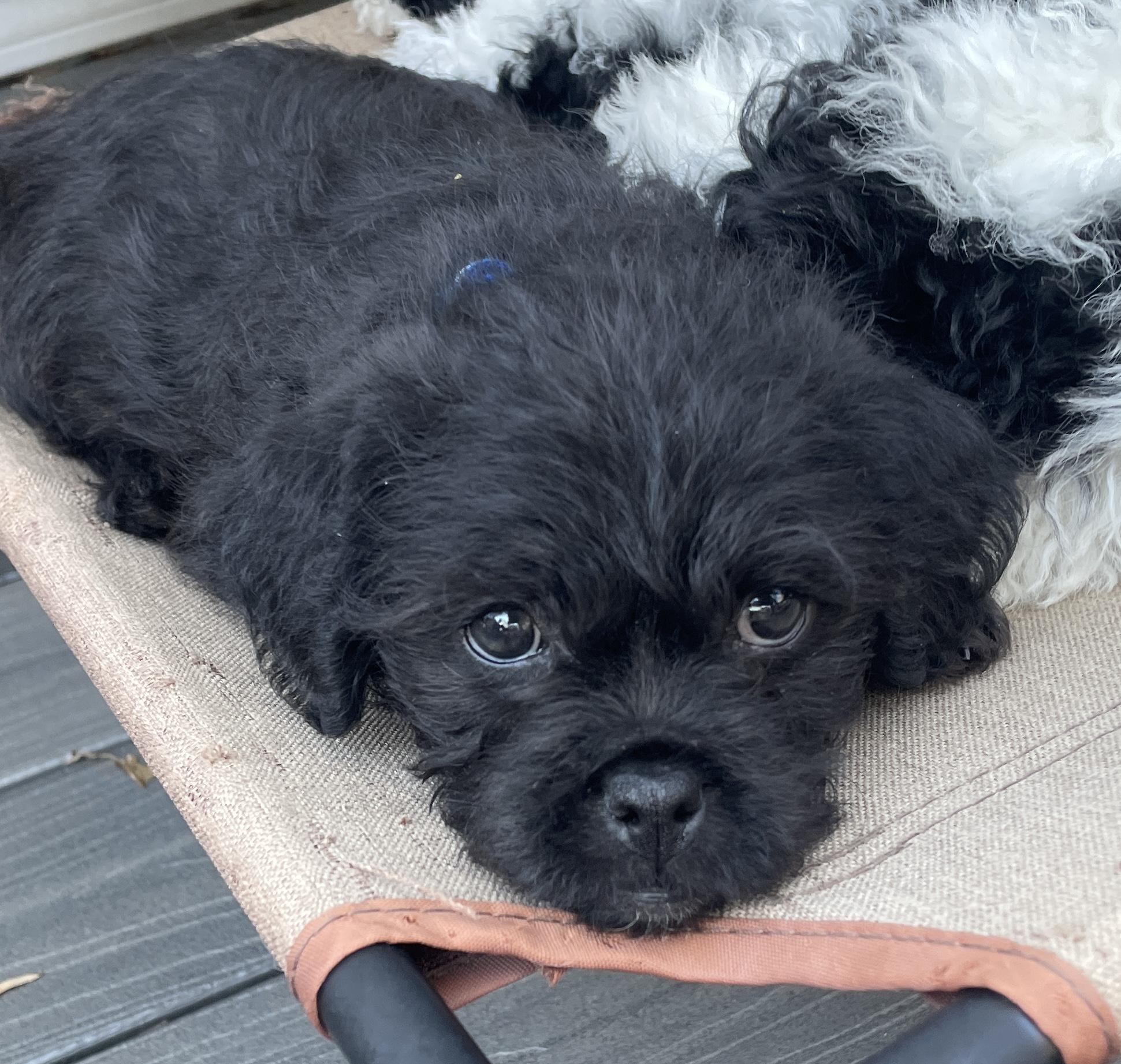 Houston (watch my video) , ADOPTABLE, Puppy Male Poodle & Mixed Breed.