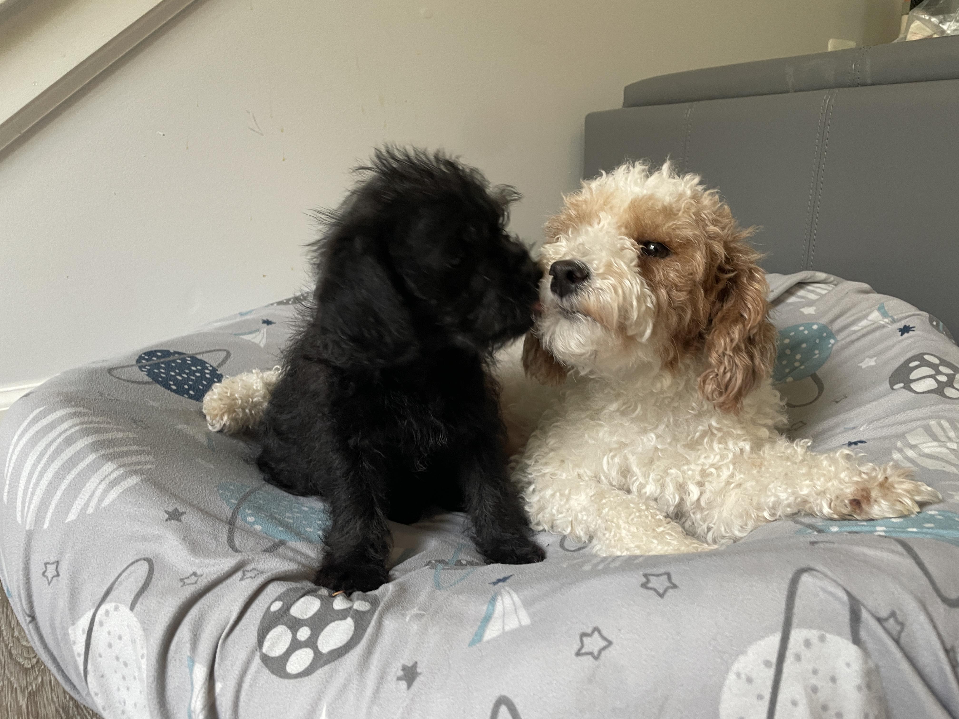 Enlarge Houston (watch my video) , a ADOPTABLE mixed breed in Ellicott City, MD image 4/6