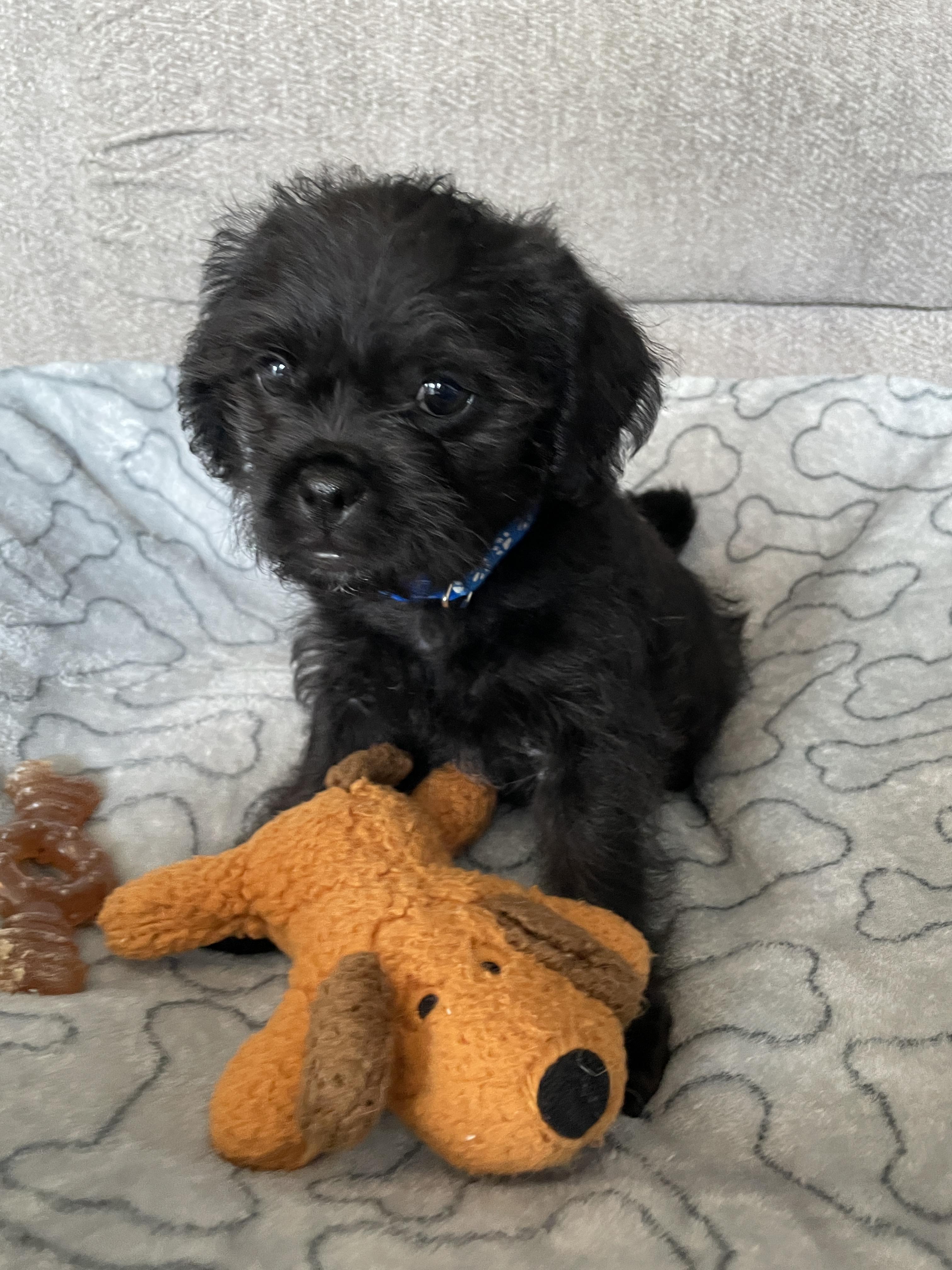 Enlarge Houston (watch my video) , a ADOPTABLE mixed breed in Ellicott City, MD image 2/6