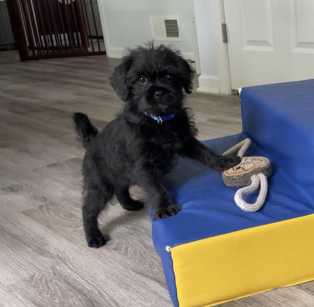 Enlarge Houston (watch my video) , a ADOPTABLE mixed breed in Ellicott City, MD image 5/6