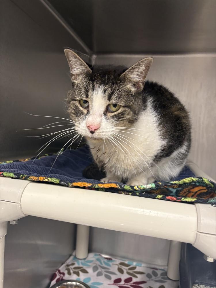 Weeble, Adoptable, Adult Female Domestic Short Hair.