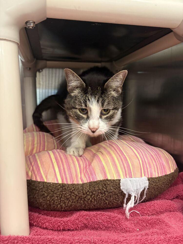 Enlarge Weeble, a Adoptable Domestic Short Hair in Bowling Green, OH image 2/2