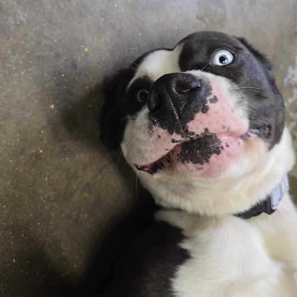 Carly FC, Adoptable, Adult Female Pit Bull Terrier & Mixed Breed.