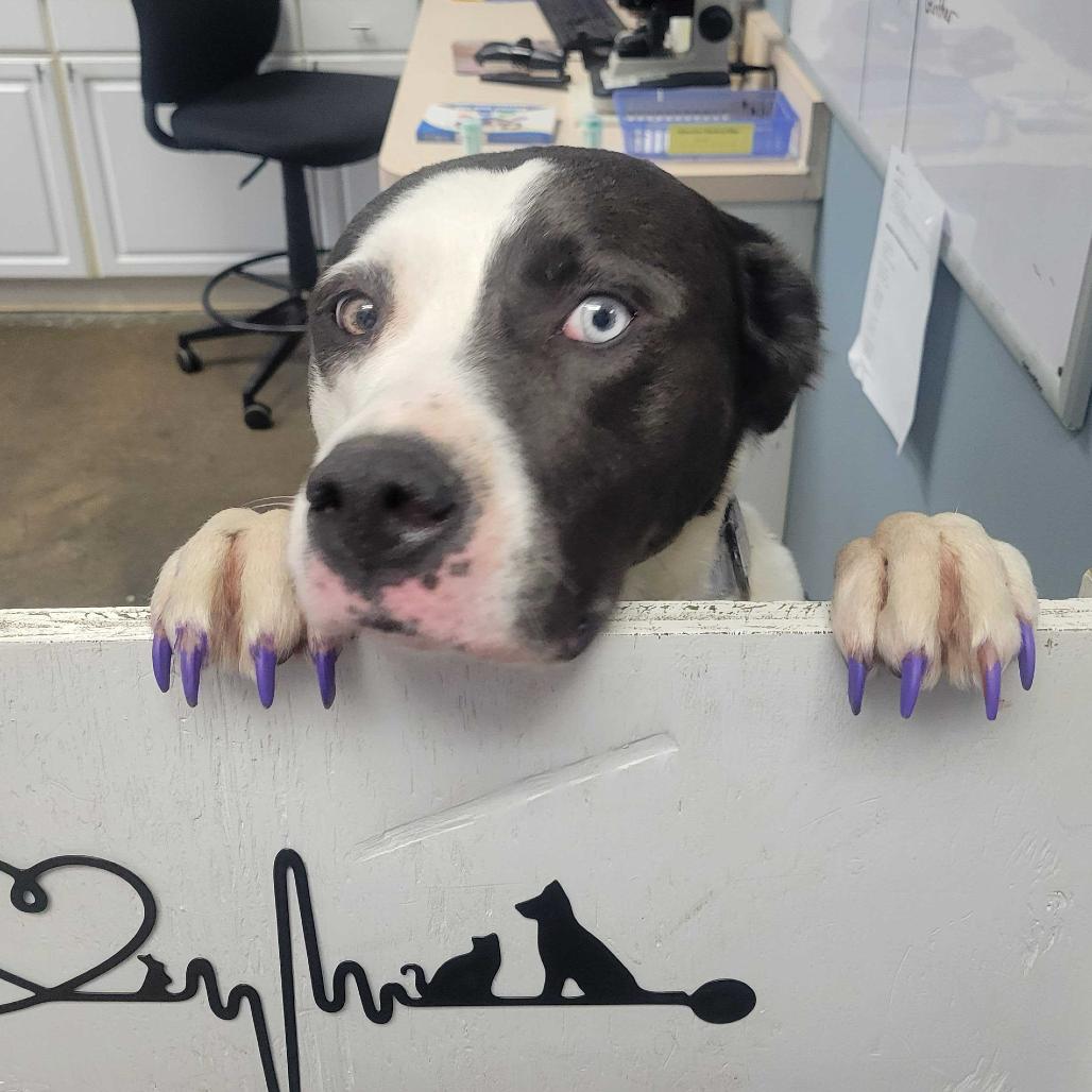 Enlarge Carly FC, a Adoptable mixed breed in Union, MO image 2/6