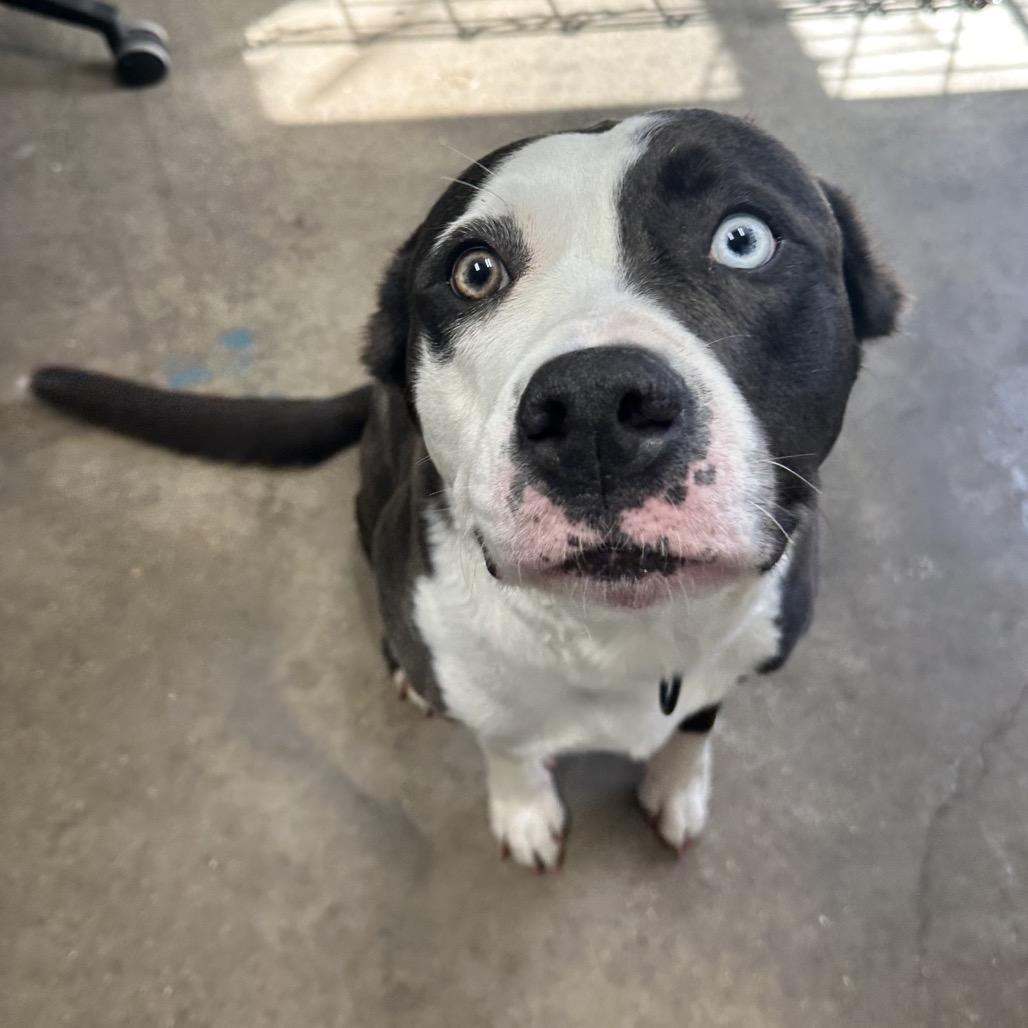 Enlarge Carly FC, a Adoptable mixed breed in Union, MO image 3/6