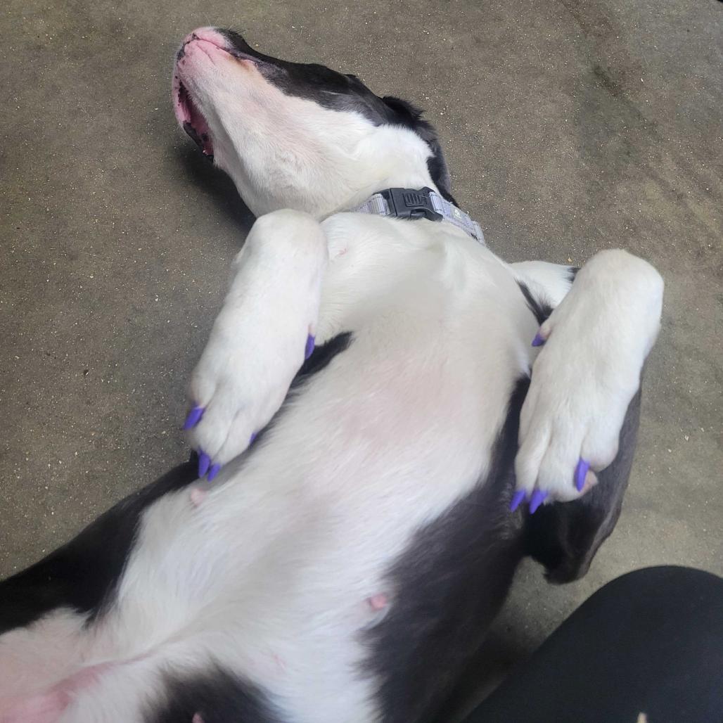 Enlarge Carly FC, a Adoptable mixed breed in Union, MO image 4/6
