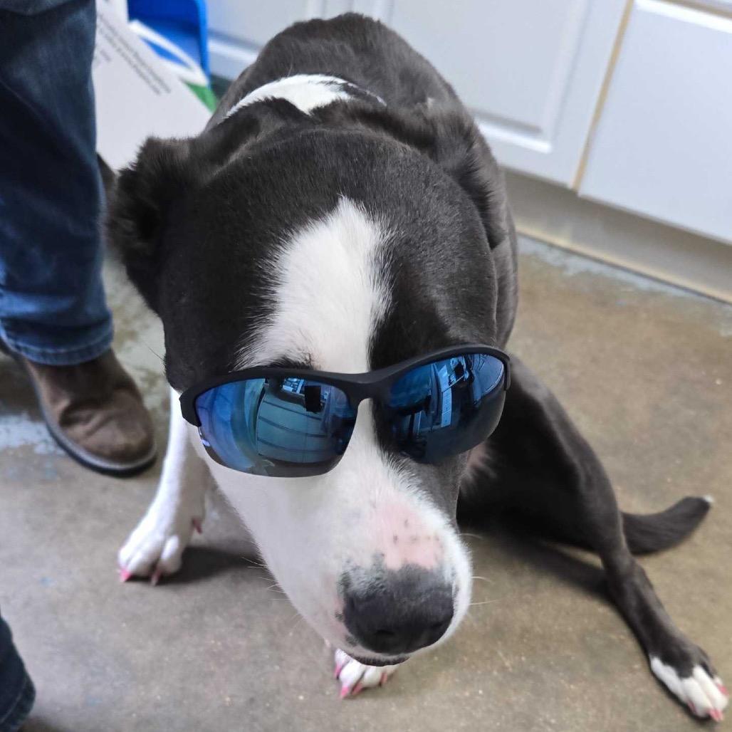 Enlarge Carly FC, a Adoptable mixed breed in Union, MO image 5/6