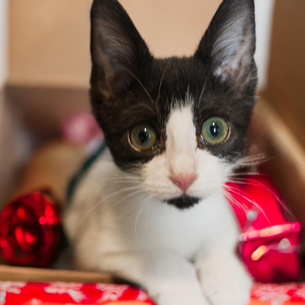 Mayflower COULD A KITTEN REALLY BE THIS CUTE?, ADOPTABLE, Kitten Female Tuxedo & American Wirehair.