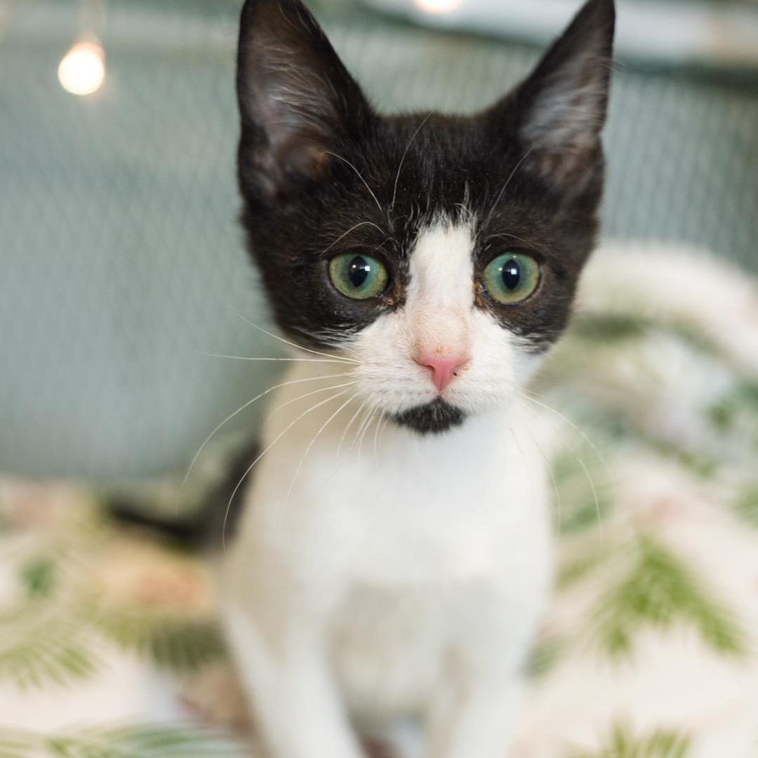 Enlarge Mayflower COULD A KITTEN REALLY BE THIS CUTE?, a ADOPTABLE mixed breed in Bethel, CT image 2/2