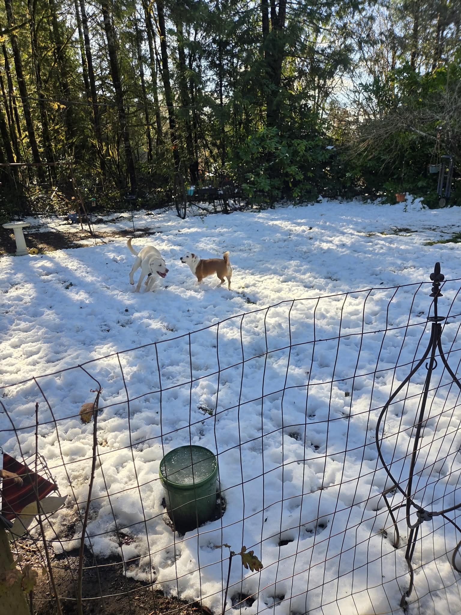Enlarge Bodhi Rocket , a ADOPTABLE Yellow Labrador Retriever in Lacey, WA image 5/5