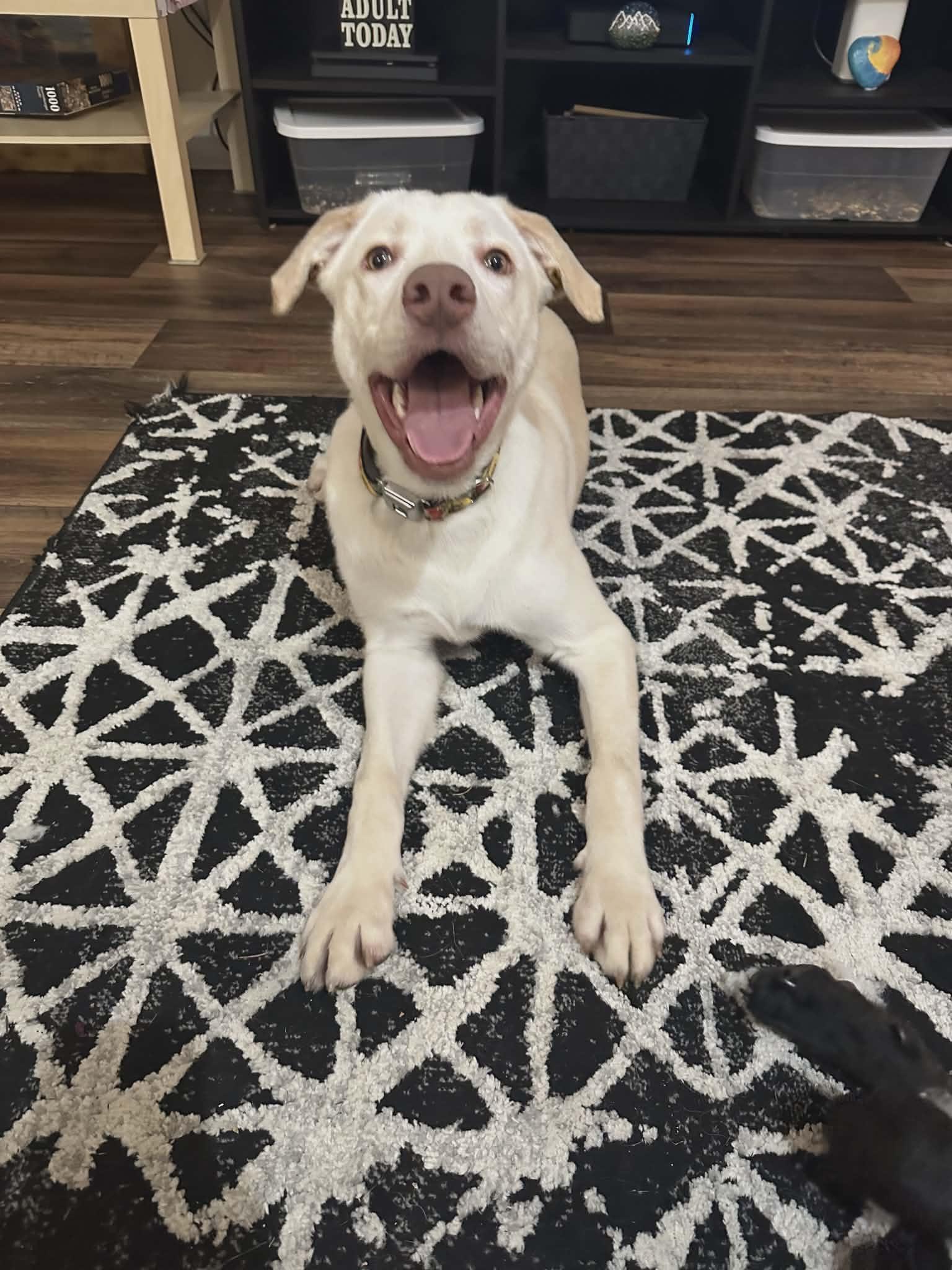 Enlarge Bodhi Rocket , a ADOPTABLE Yellow Labrador Retriever in Lacey, WA image 3/5