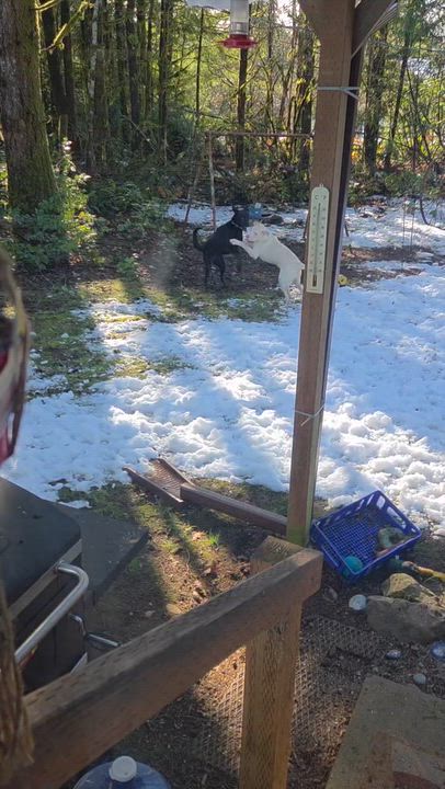 Enlarge Bodhi Rocket , a ADOPTABLE Yellow Labrador Retriever in Lacey, WA video 2/5