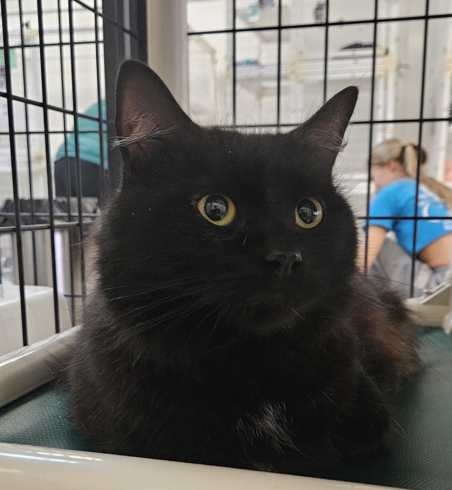 Badminton, ADOPTABLE, Adult Male Domestic Medium Hair.