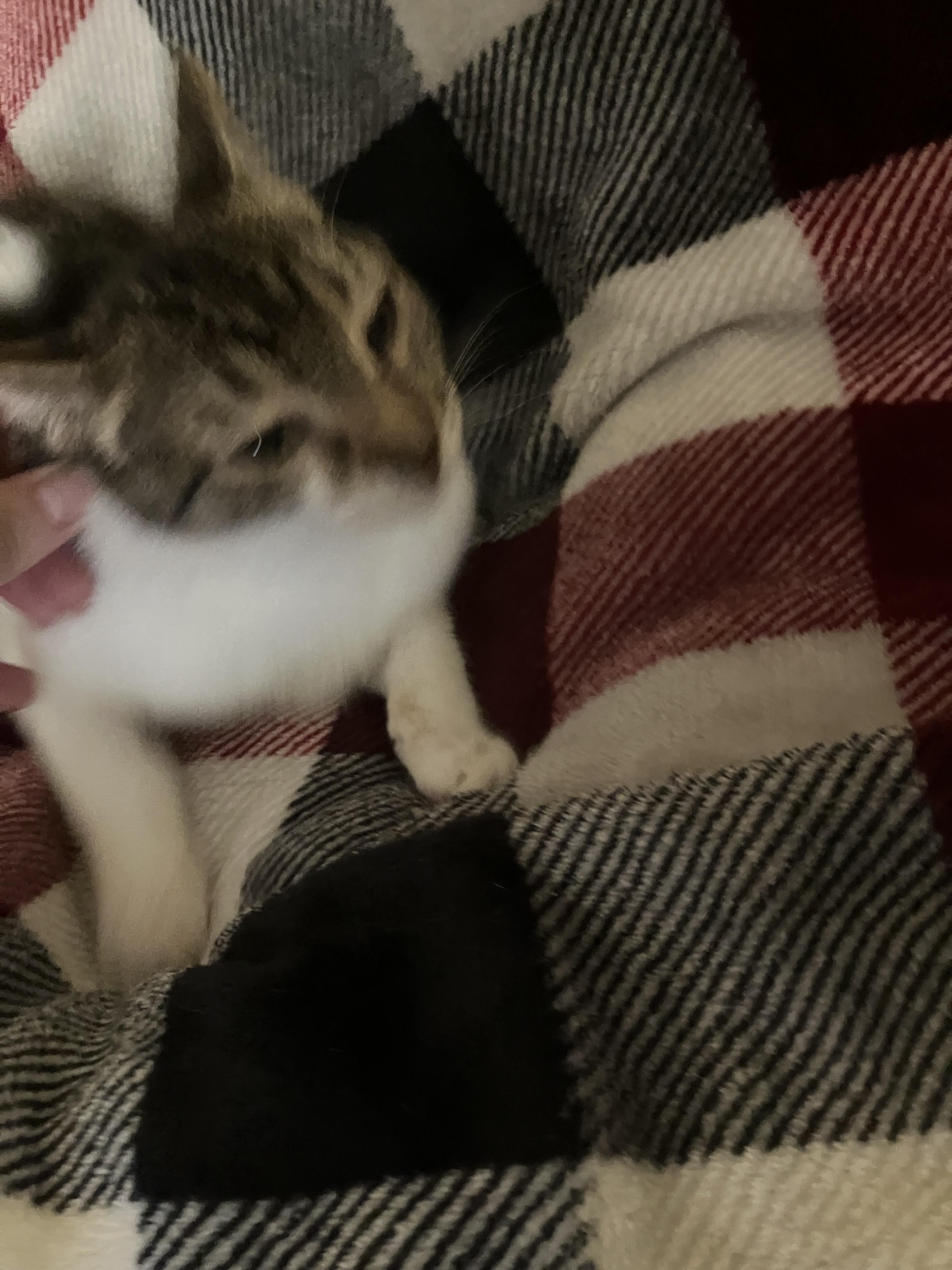 Enlarge Raisin, an adoption pending mixed breed in El Mirage, AZ image 3/4