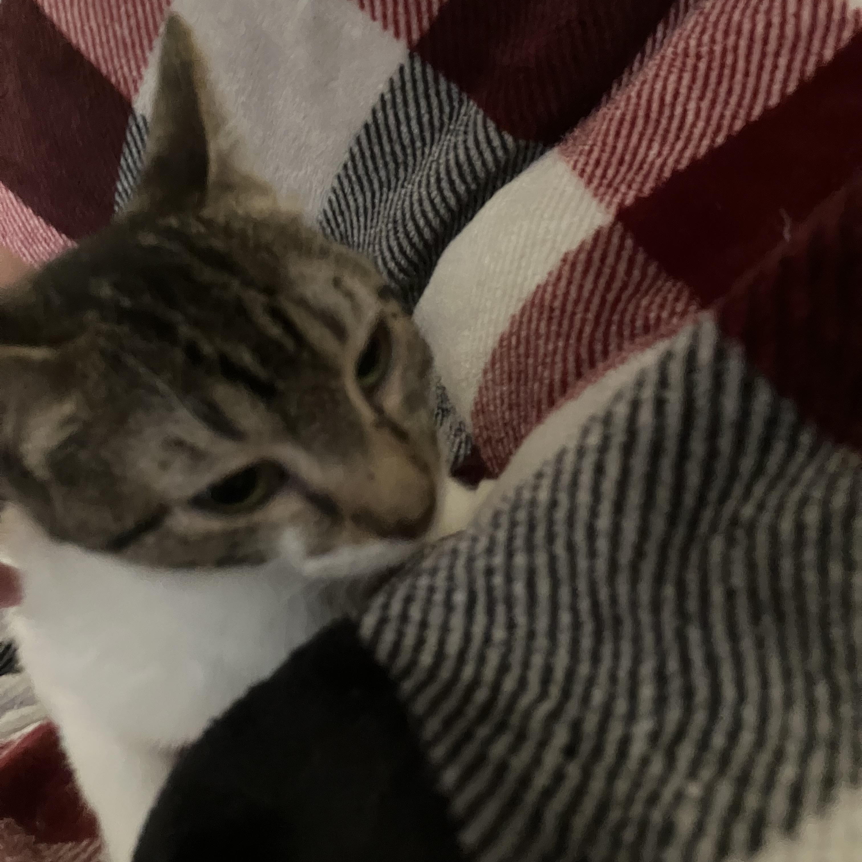 Enlarge Raisin, an adoption pending mixed breed in El Mirage, AZ image 2/4