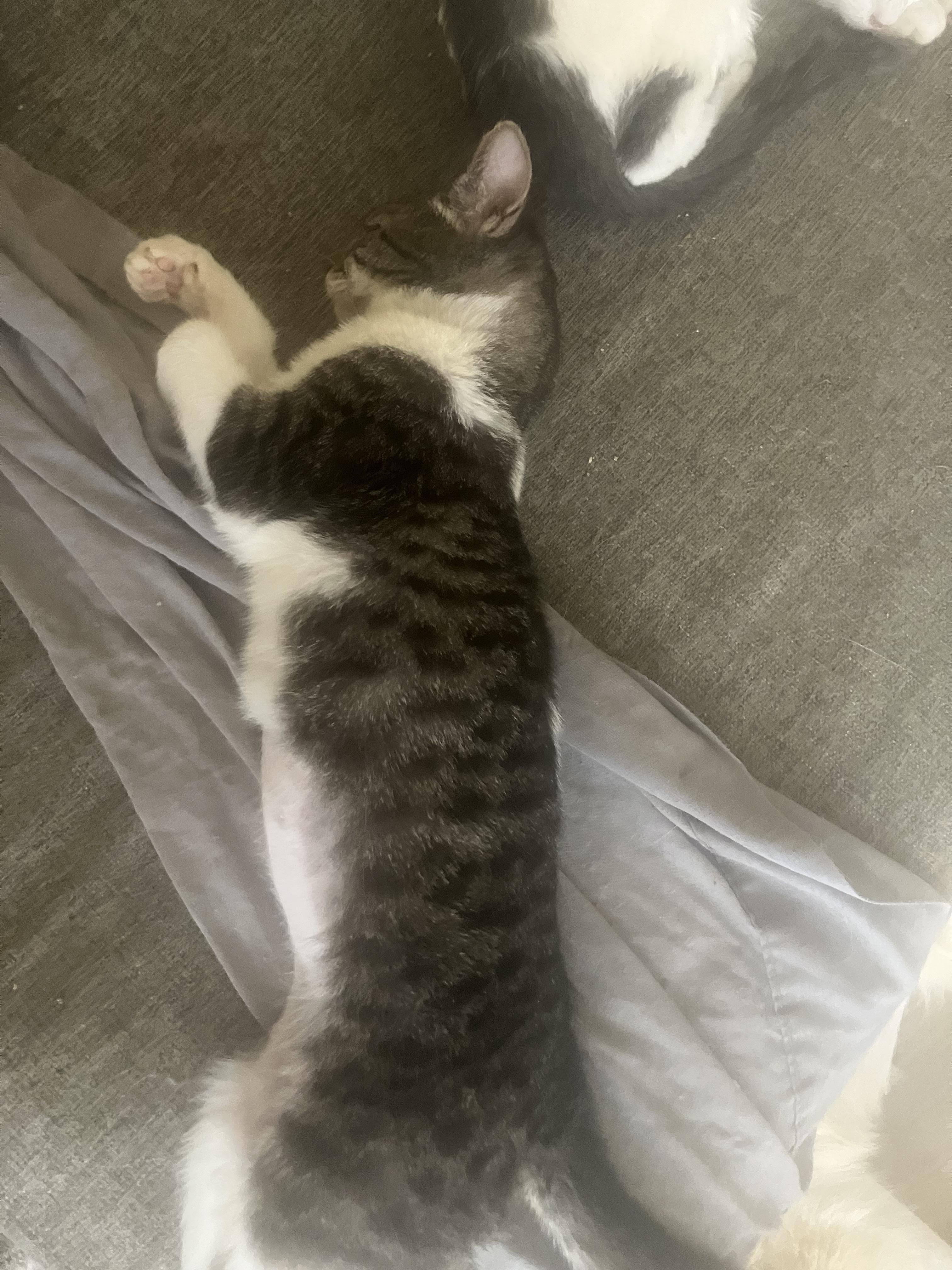 Raisin, ADOPTABLE, Kitten Female American Shorthair & Tabby.