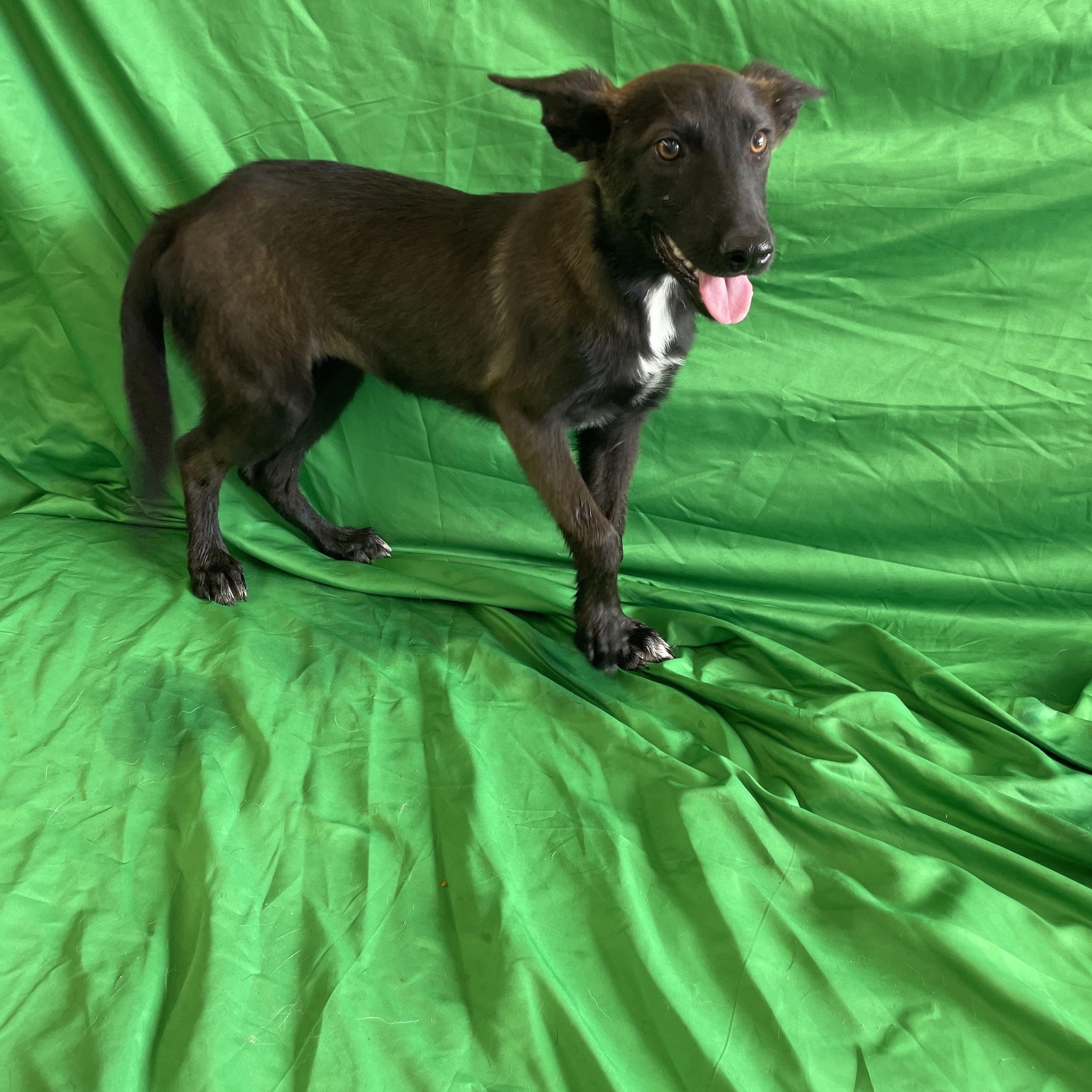 Enlarge Delphi, a Adoptable mixed breed in Lisbon, OH image 4/4