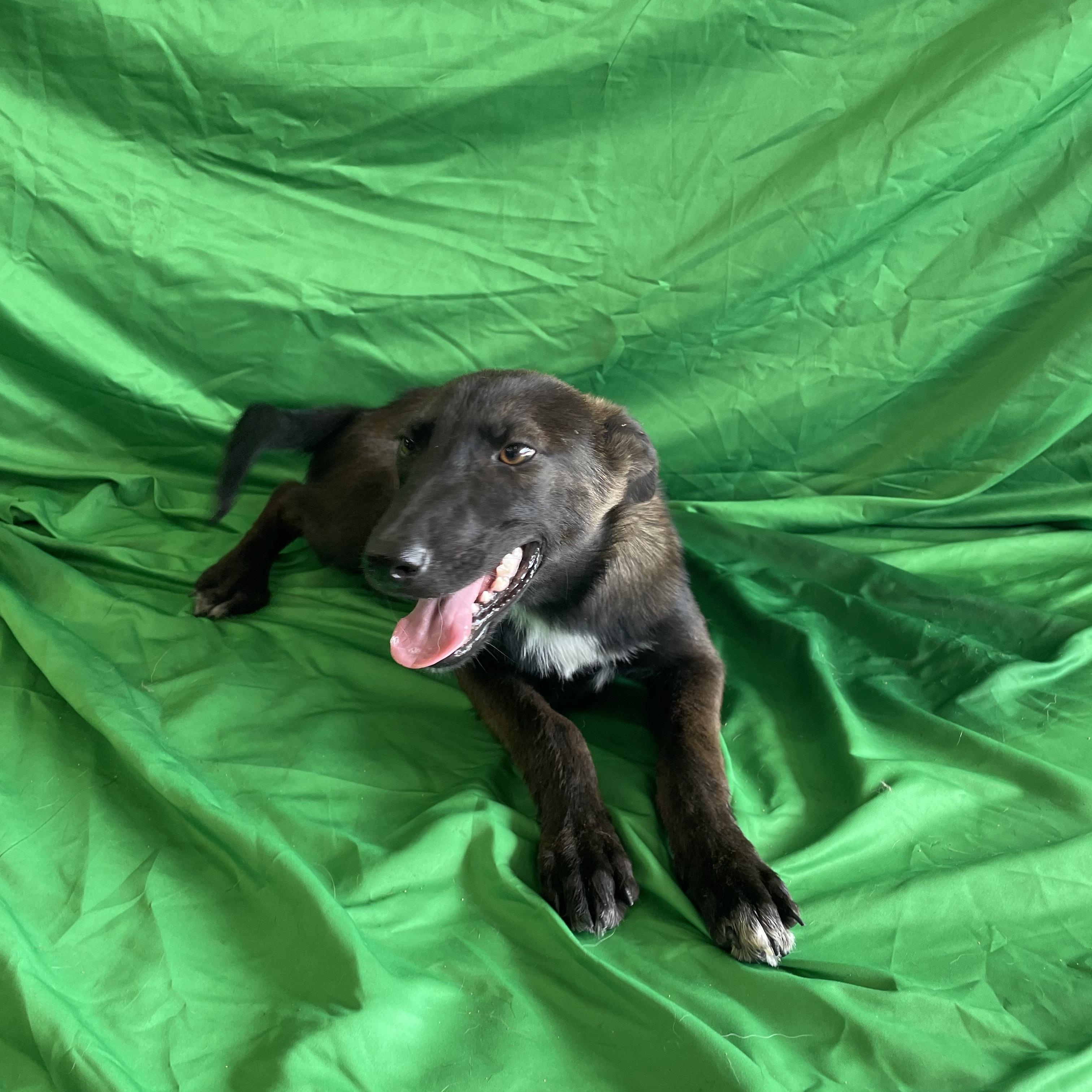 Enlarge Delphi, a Adoptable mixed breed in Lisbon, OH image 3/4