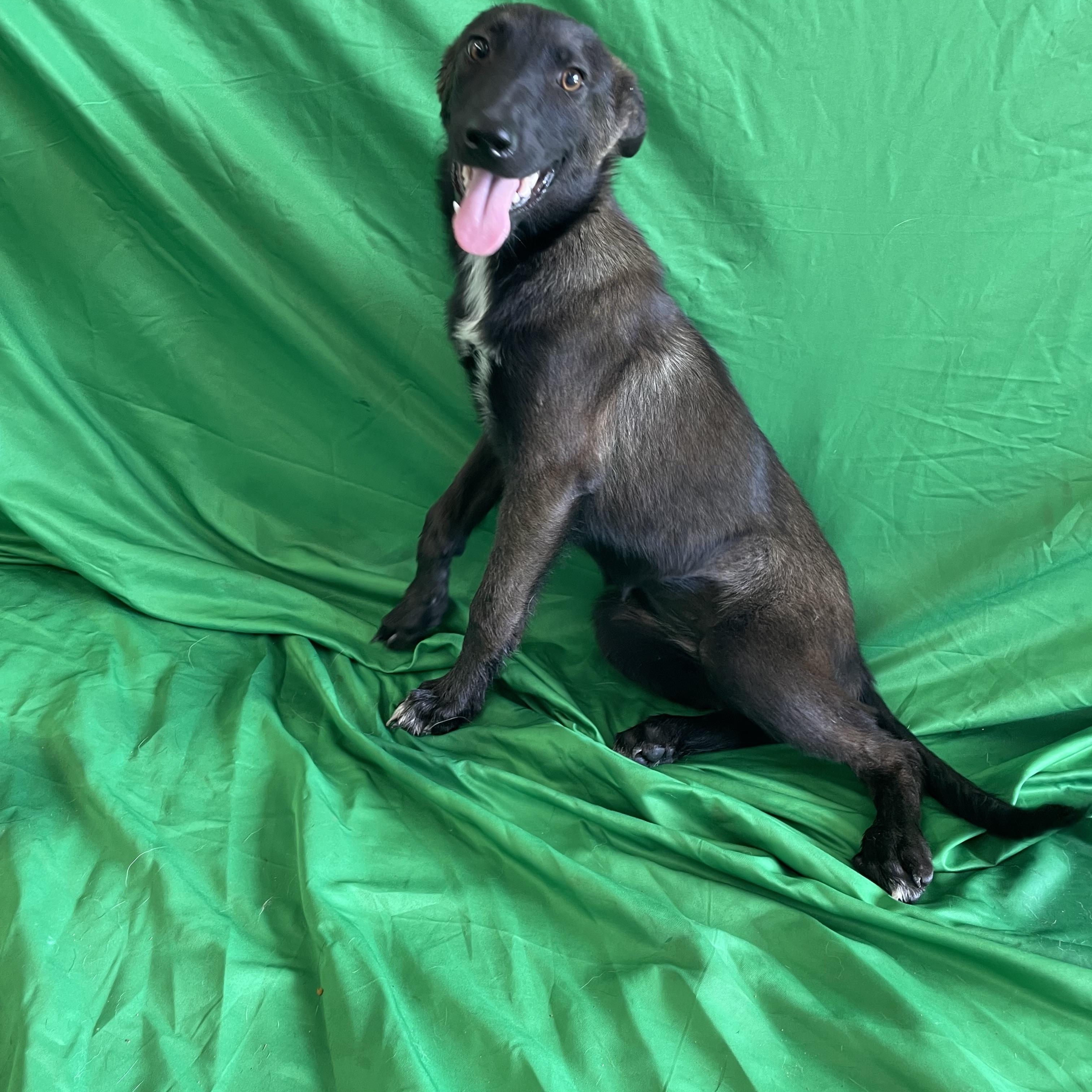 Enlarge Delphi, a Adoptable mixed breed in Lisbon, OH image 1/4
