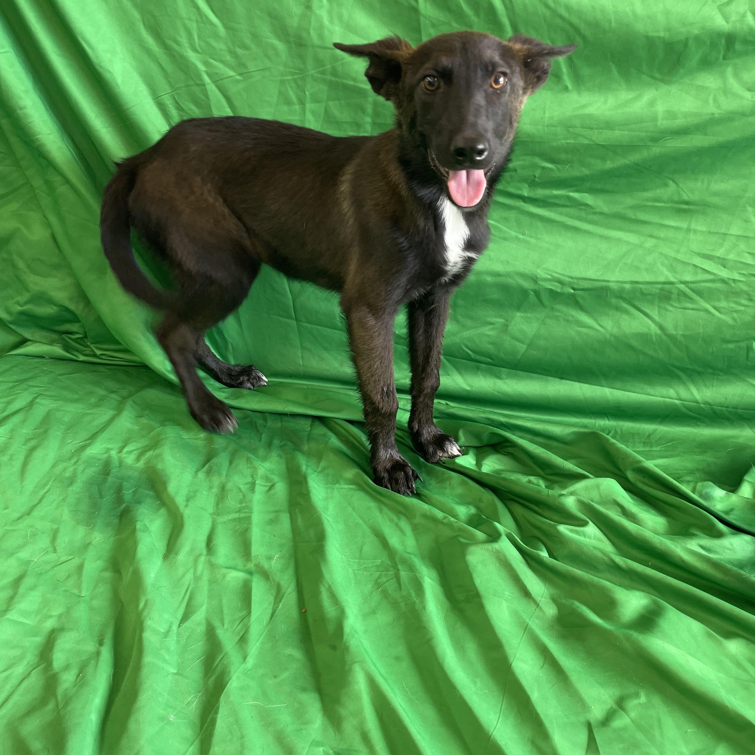 Enlarge Delphi, a Adoptable mixed breed in Lisbon, OH image 2/4