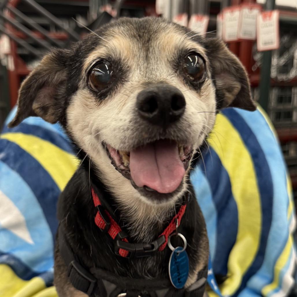 Enlarge MUNCHKIN, an adopted mixed breed in Graham, WA image 1/4