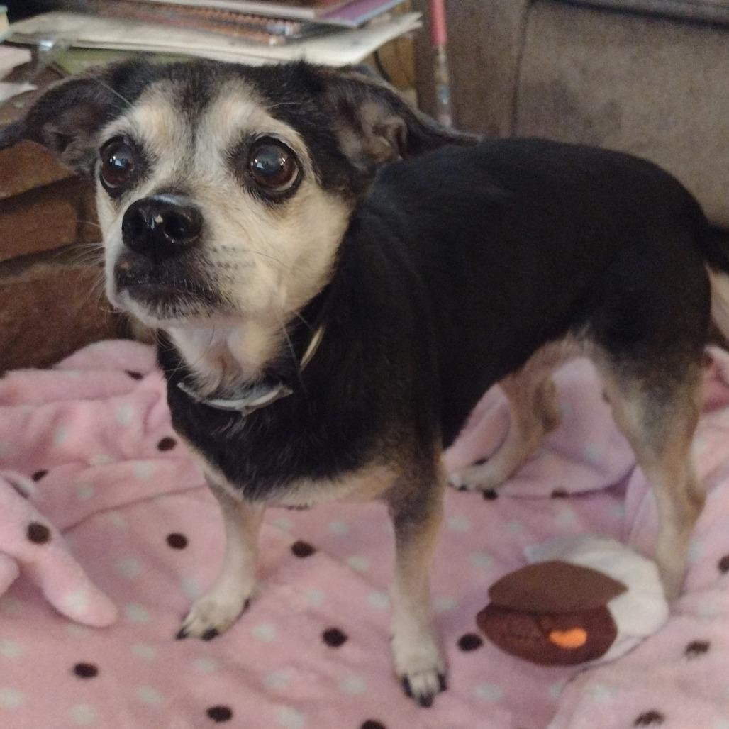 Enlarge MUNCHKIN, an adopted mixed breed in Graham, WA image 2/4
