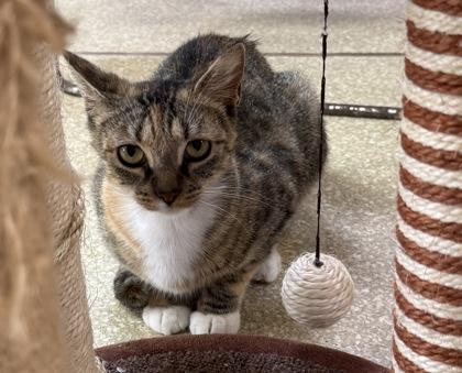 Cass $25, Adoptable, Young Female Domestic Short Hair & Domestic Short Hair.