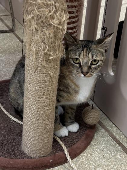 Enlarge Cass $25, a Adoptable mixed breed in Seneca, SC image 2/3