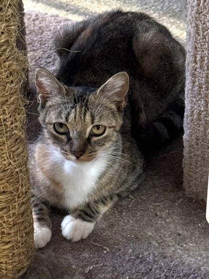 Enlarge Cass $25, a Adoptable mixed breed in Seneca, SC image 3/3