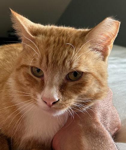 Scraps Beacon - Must adopt with Elvira ; FIV+, Adoptable, Young Male Domestic Short Hair & Domestic Short Hair.