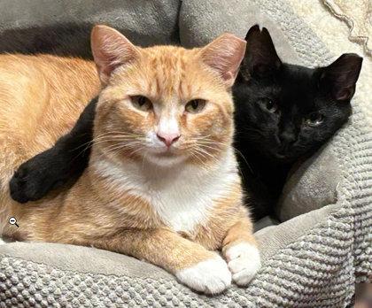 Enlarge Scraps Beacon - Must adopt with Elvira ; FIV+, a Adoptable Domestic Short Hair in Hudson, MA image 2/3