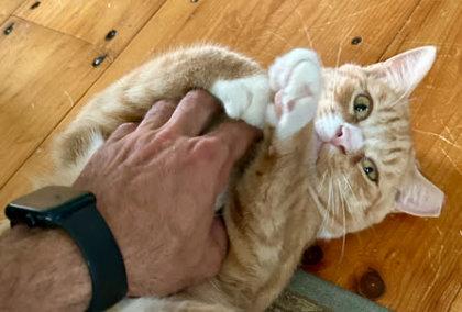 Scraps Beacon - Must adopt with Elvira ; FIV+, Adoptable, Young Male Domestic Short Hair & Domestic Short Hair.