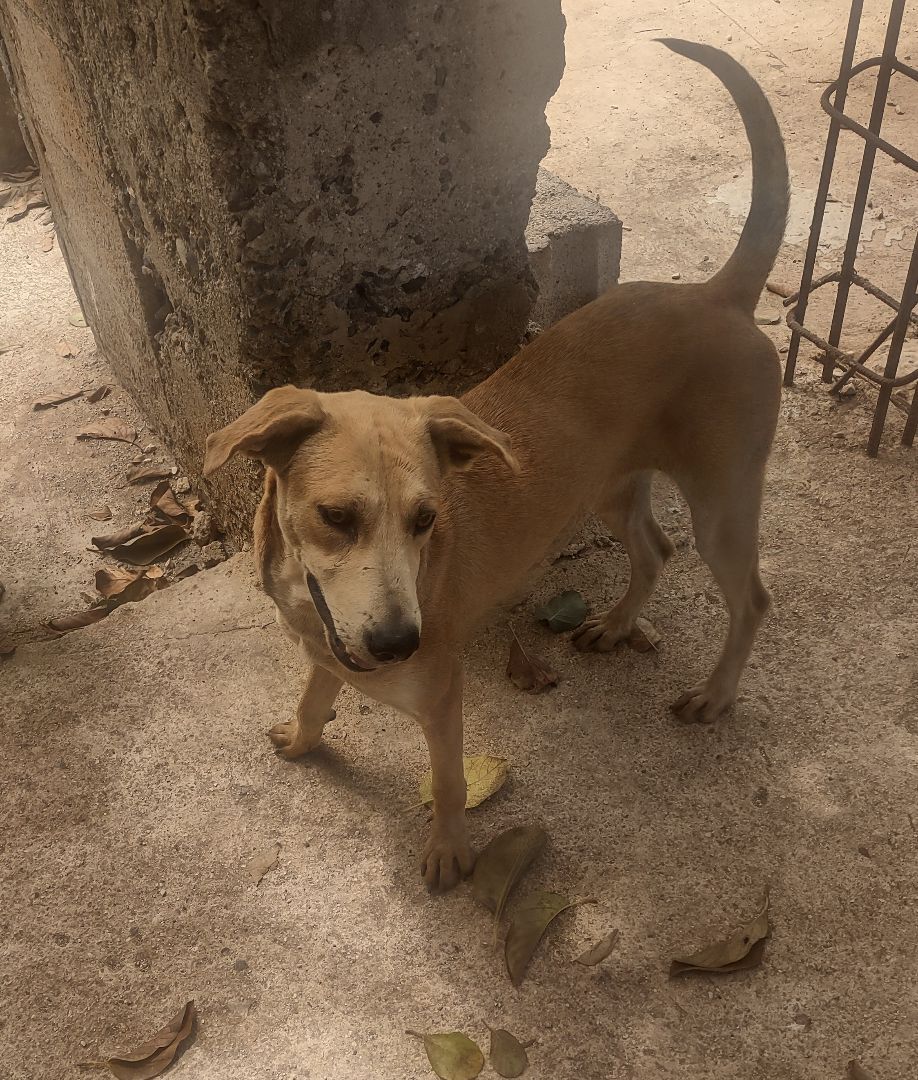 Sandy, Adoptable, Adult Female Mixed Breed.