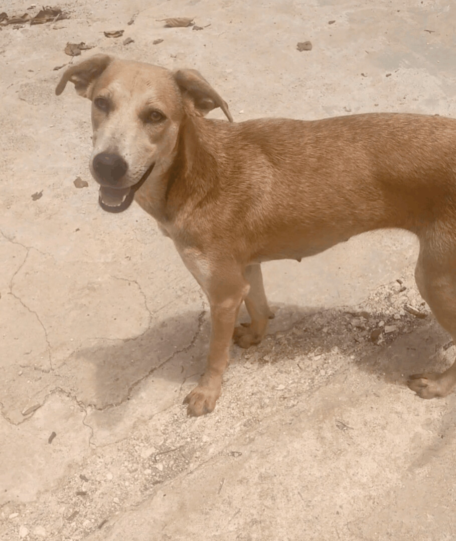 Enlarge Sandy, a Adoptable mixed breed in Guayama, PR image 2/4