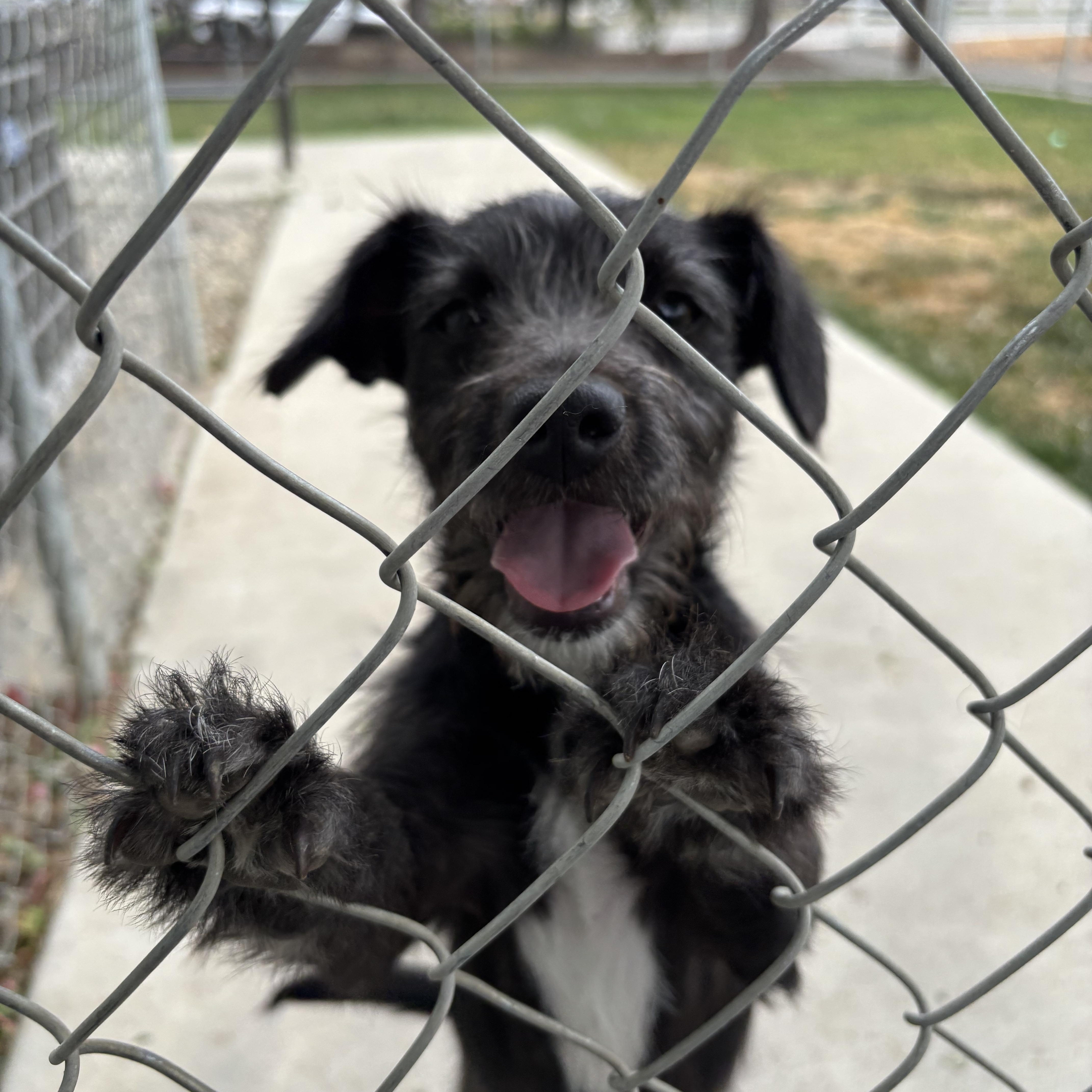 Ralphy, adopted, Young Male Terrier.