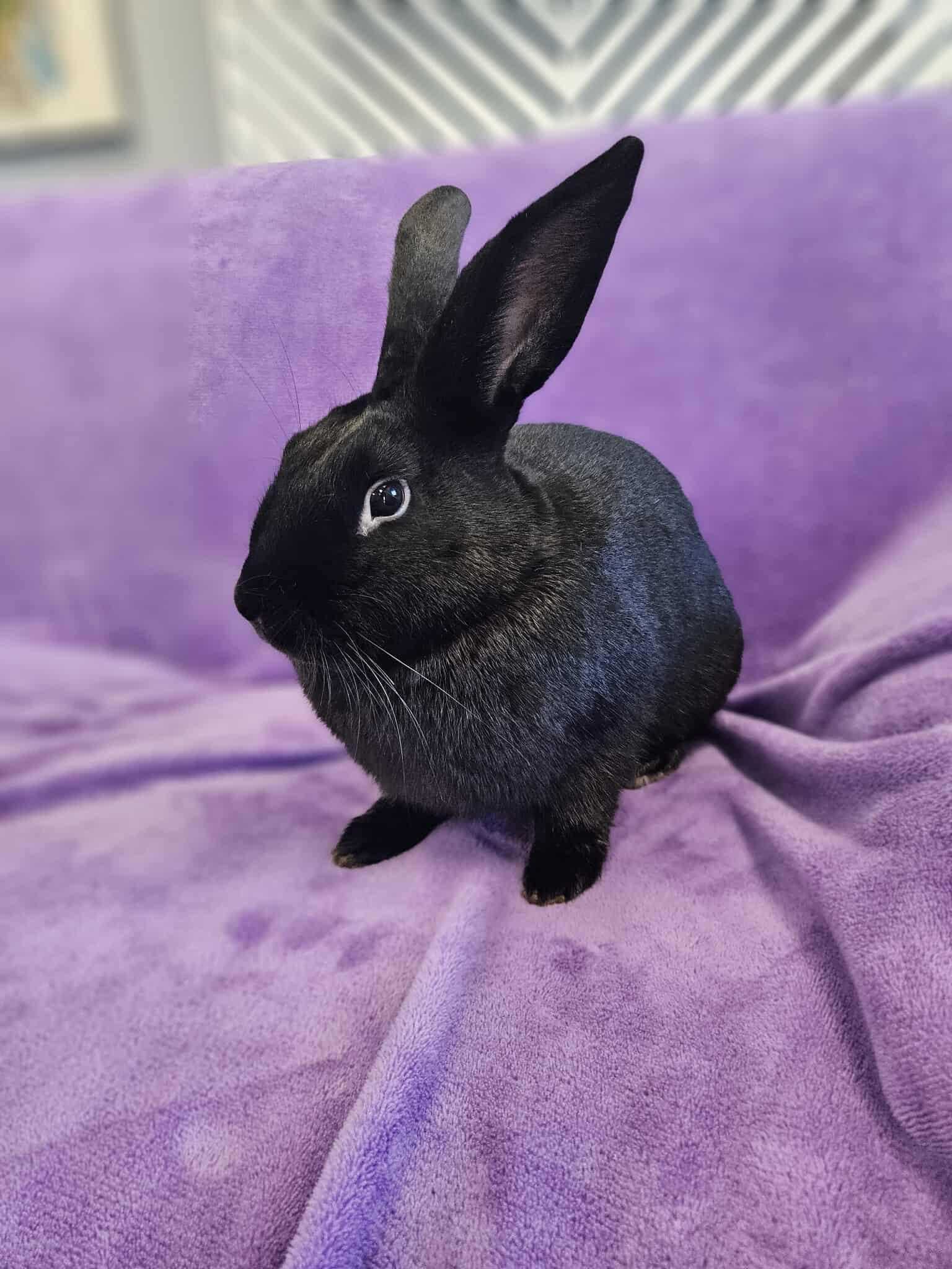 Enlarge Luca, a Adopted Satin in San Angelo , TX image 1/3