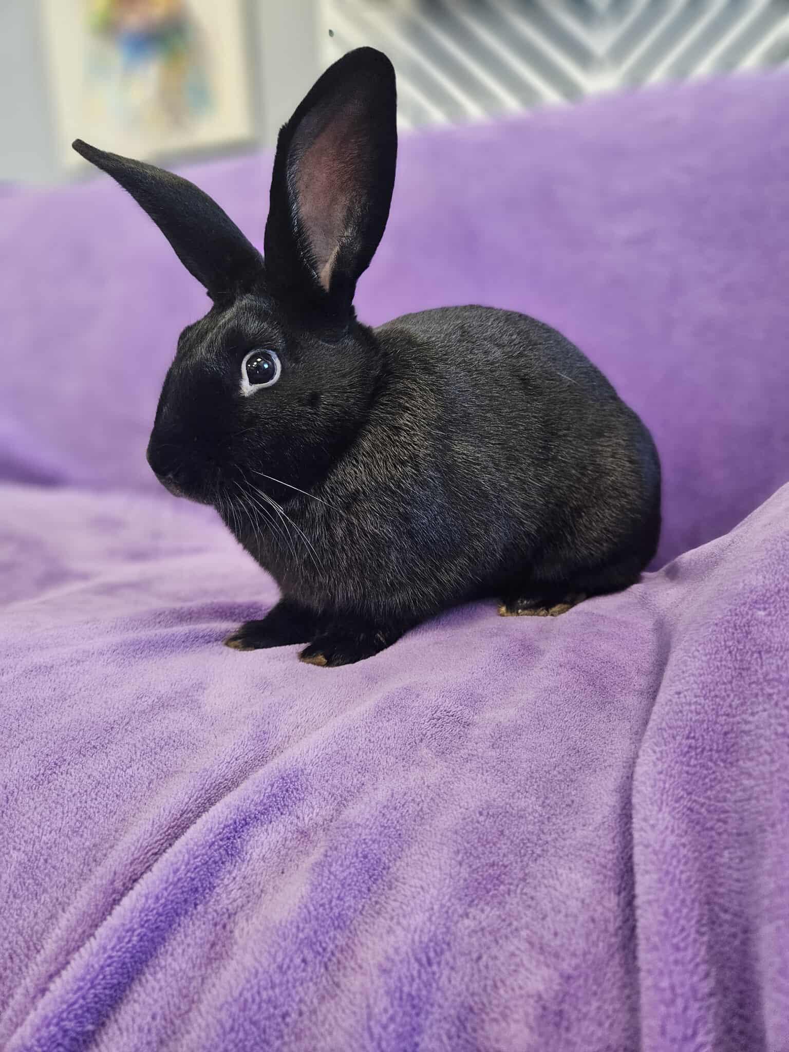 Enlarge Luca, a Adopted Satin in San Angelo , TX image 2/3