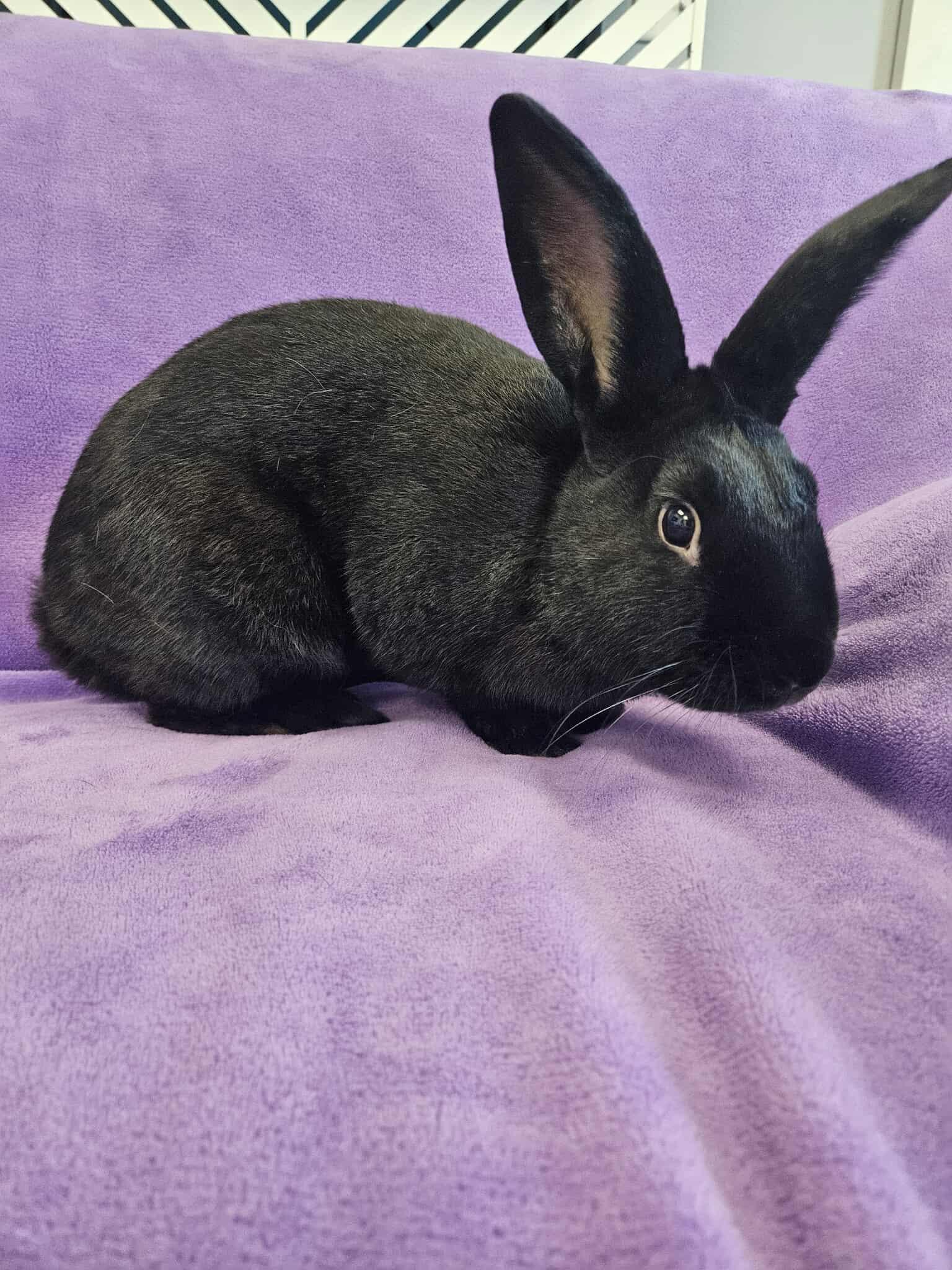 Enlarge Luca, a Adopted Satin in San Angelo , TX image 3/3