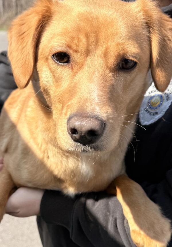 Cooper, Adoptable, Young Male Golden Retriever.