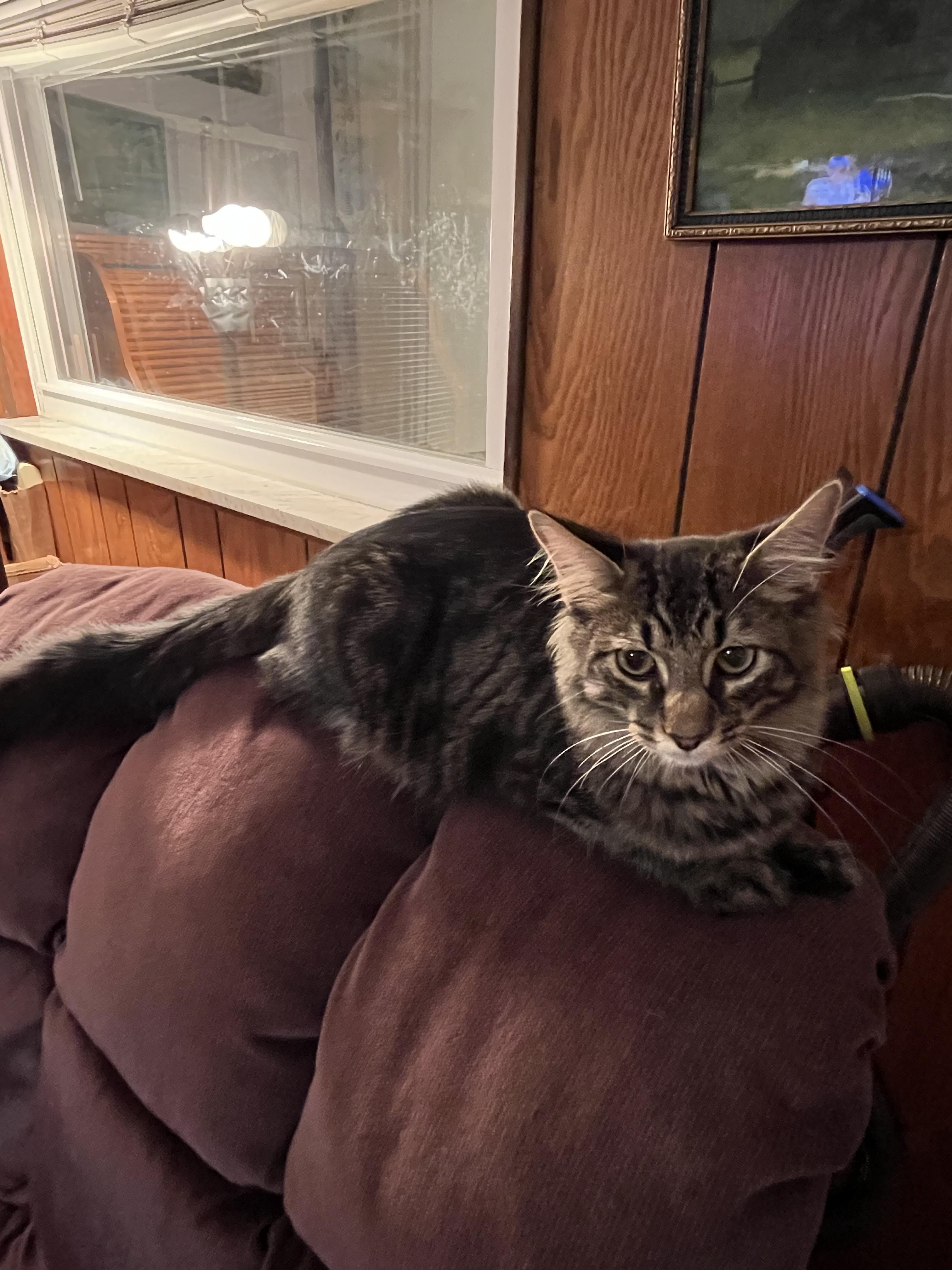 Moose, Adoptable, Young Male Domestic Medium Hair.