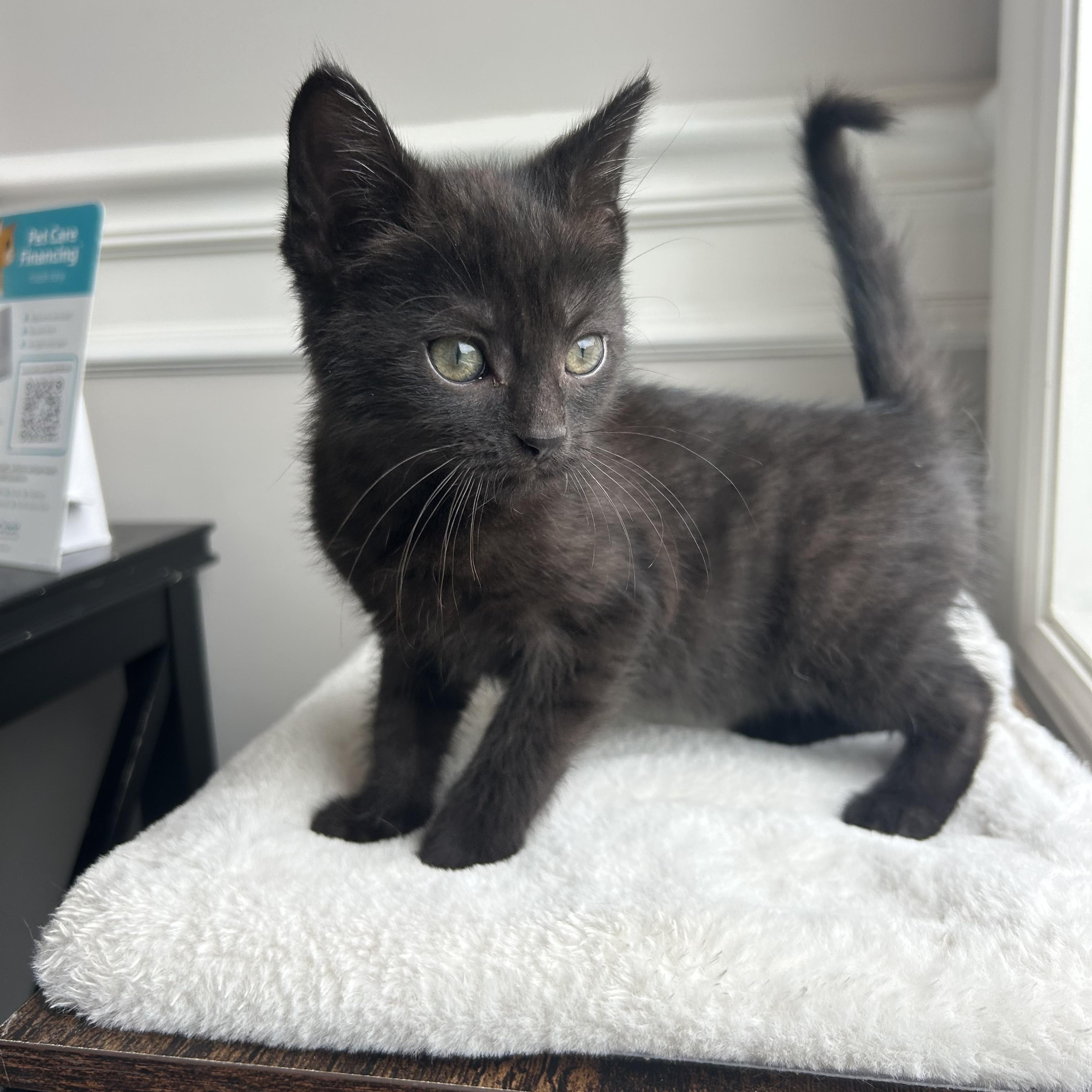 Jinjer, Adoptable, Kitten Female Domestic Short Hair.