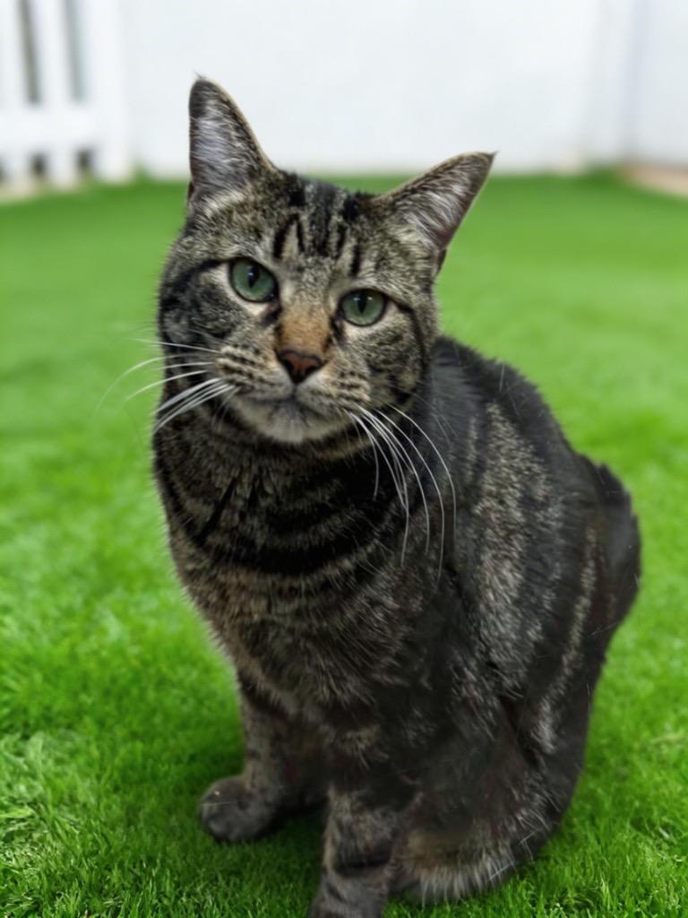 Annie, Adoptable, Adult Female Domestic Short Hair.
