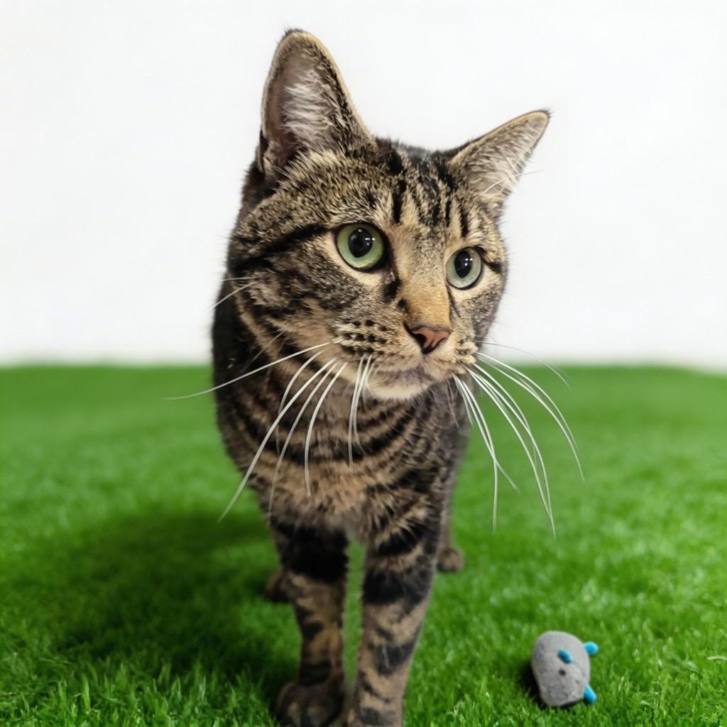 Enlarge Annie, a Adoptable mixed breed in Midland, TX image 1/1