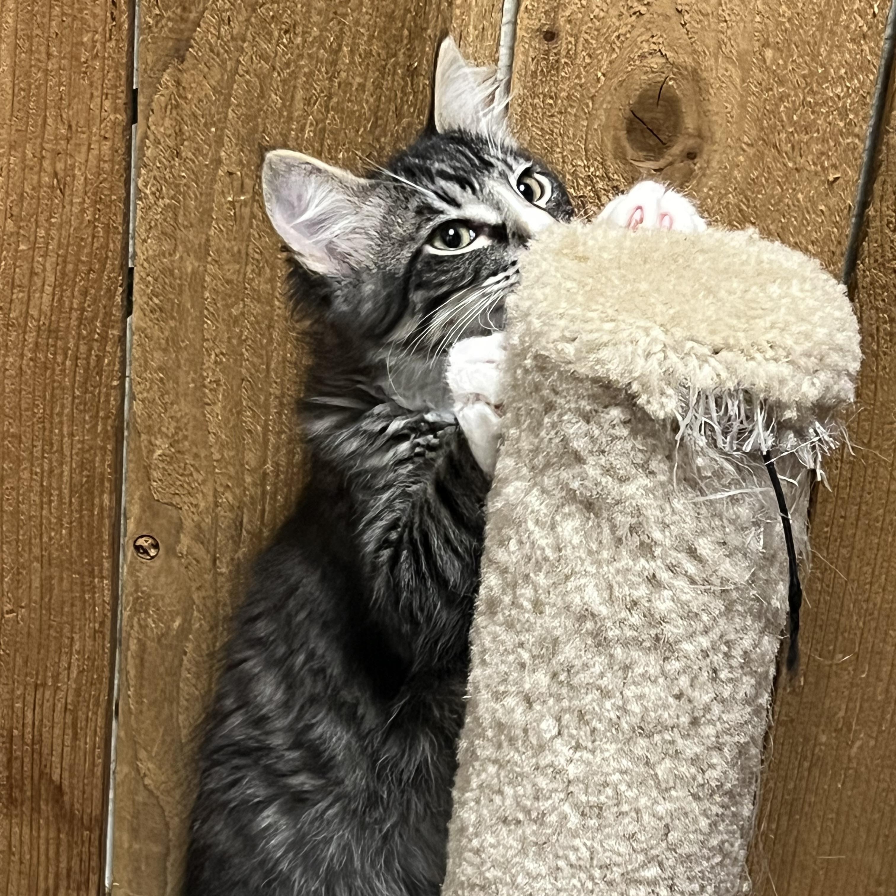 Enlarge Dante, a Adoptable Domestic Long Hair in Spokane, WA image 2/2