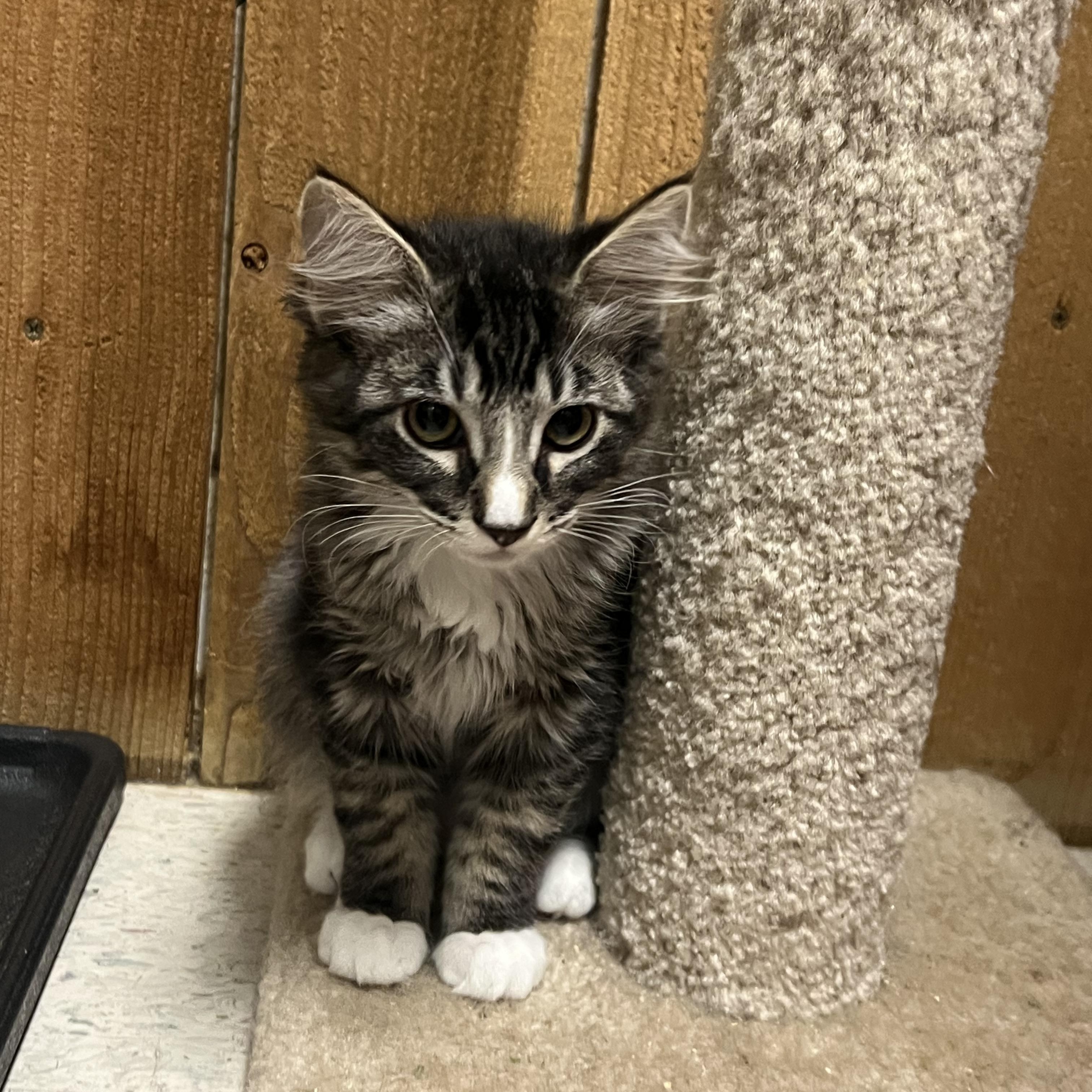 Enlarge Dante, a Adoptable Domestic Long Hair in Spokane, WA image 1/2