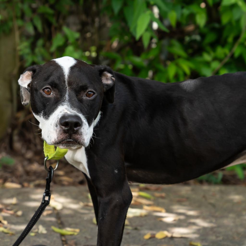 Noodle, Adoptable, Adult Male Mixed Breed.