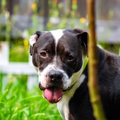 Noodle, Adoptable, Adult Male Mixed Breed.