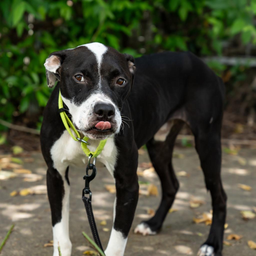 Enlarge Noodle, a Adoptable Mixed Breed in Houston, TX image 2/6